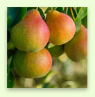 Peach Product 2
